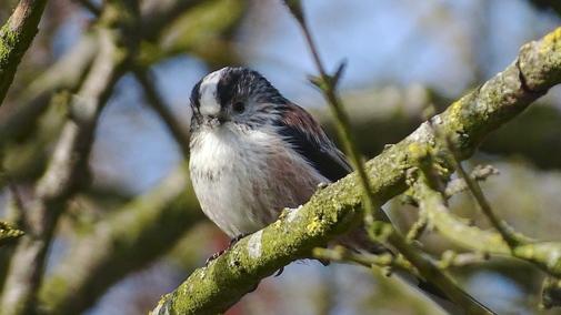 Close up of a Longtailed Tit on a branch at Hardwick